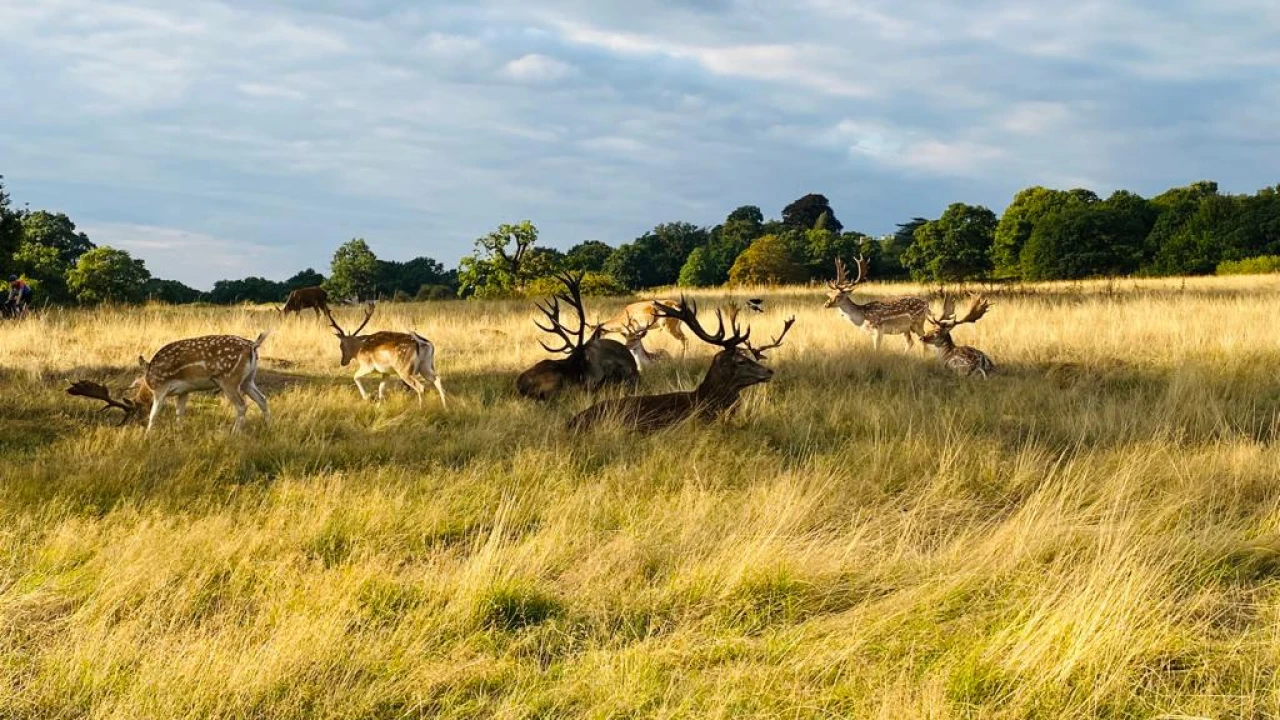 Deer in Richmond park